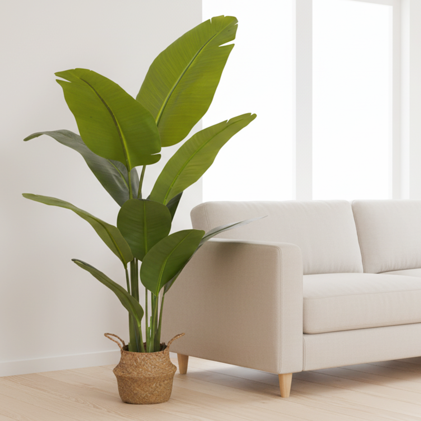 추천 인기 조화나무 10종 지금 바로 만나보세요!